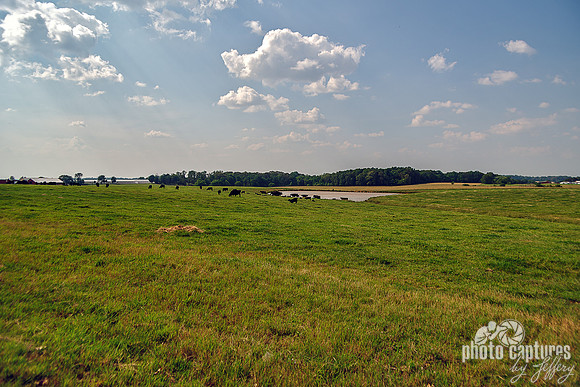 Green Field Black Cows Pond