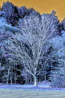 Inverted Blue Tree With Orange Sky