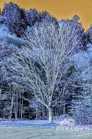 Inverted Blue Tree With Orange Sky