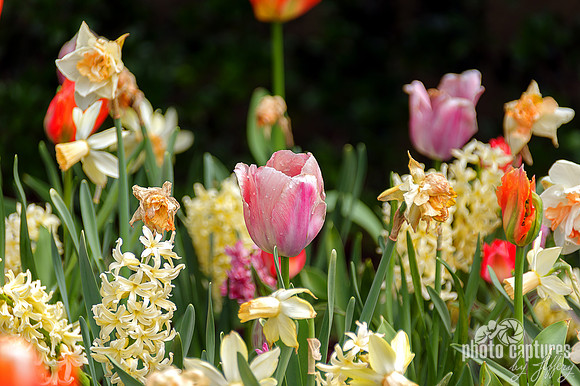 Early Springtime Tulips Cheekwood Gardens