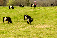 Belted Galloway Cows Grazing on Hill