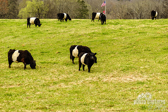 Belted Galloway Cows Grazing on Hill