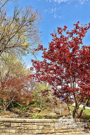 Elegant Japanese Maple Cheekwood