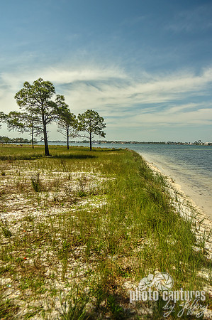 St Andrews State Park Bay Shore Portrait