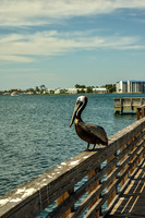 Eastern Brown Pelican Portrait