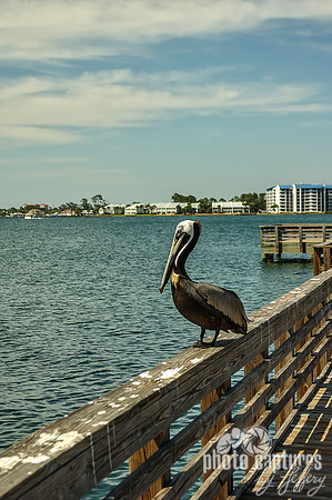 Eastern Brown Pelican Portrait