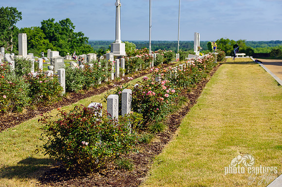 Rose Bushes Military Graves Oakwood Cemetery