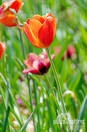 Elegant Deep Orange Tulip