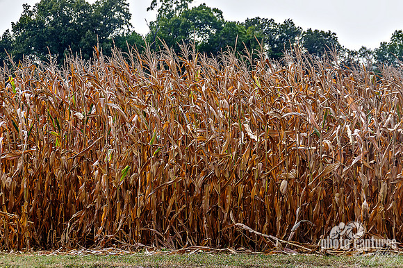 Dried cornfield Middle Tennessee