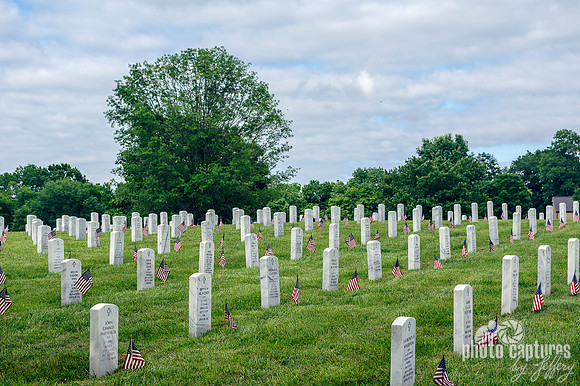 Large tree in Mccrory Lane Veteran Cemetery