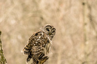 Owls In Nature