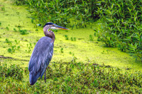 Murfree Spring Wetlands Great Blue Heron