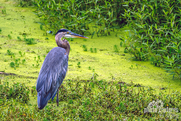 Murfree Spring Wetlands Great Blue Heron
