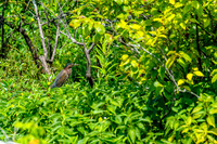 Lovely Green Heron Murfee Spring Wetlands