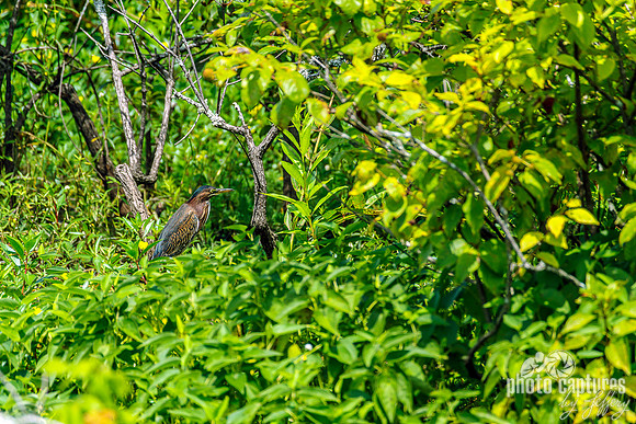 Lovely Green Heron Murfee Spring Wetlands