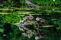 Mallard Duck Family