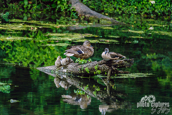 Mallard Duck Family