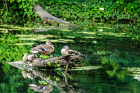 Mallard Duck Family Murfee Spring Wetlands