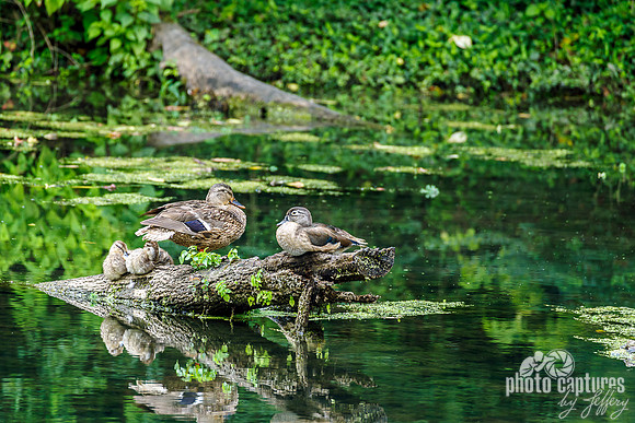 Mallard Duck Family Murfee Spring Wetlands