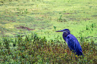 Murfree Spring Wetlands Grassy Area Blue Heron