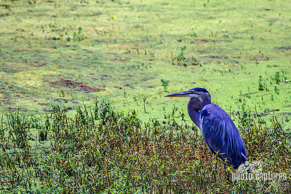 Murfree Spring Wetlands Grassy Area Blue Heron