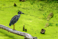 Yellow-crowned Night Heron Perched On Fallen Tree