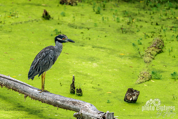 Yellow-crowned Night Heron Perched On Fallen Tree