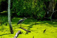 Yellow-crowned Night Heron Perched On Limb In Mossy Water