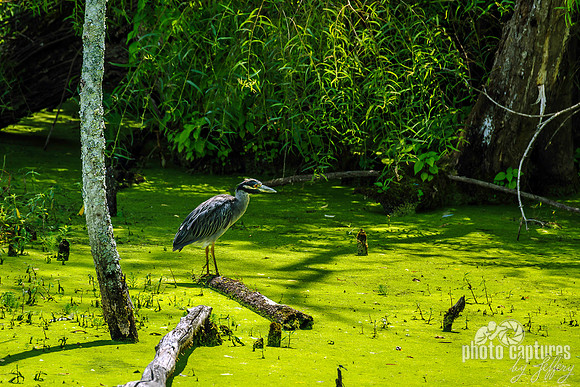 Yellow-crowned Night Heron Perched On Limb In Mossy Water