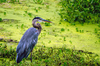 Great Blue Heron Wading Water Murfree Spring Wetlands