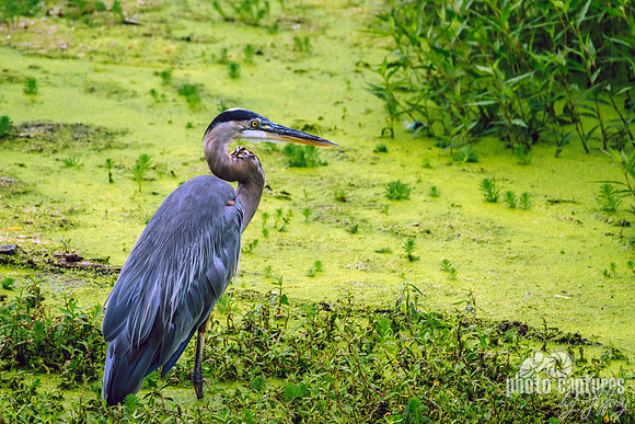 Great Blue Heron Wading Water Murfree Spring Wetlands