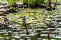 Green Heron Perched on Limb Murfree Spring Wetlands
