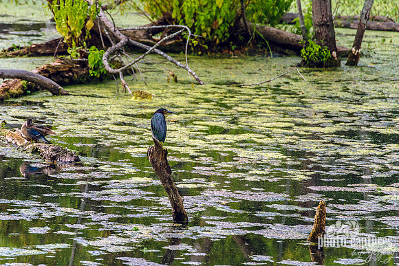 Green Heron Perched on Limb Murfree Spring Wetlands