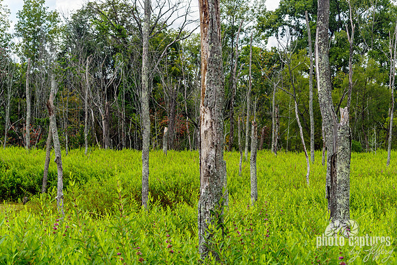 Murfree Spring Wetlands Barren Trees Landscape