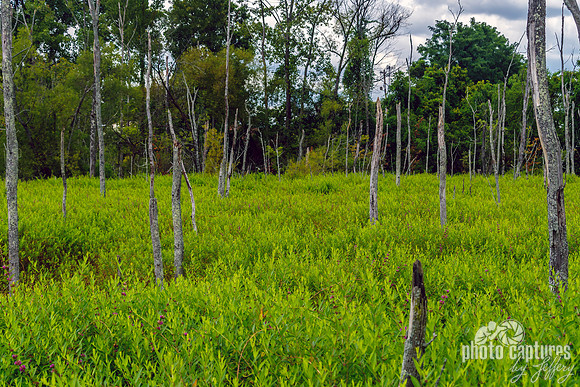 Barren Trees Murfee Spring Wetlands