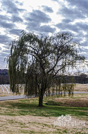 Middle Tennessee Veterans Cemetery Weeping Willow