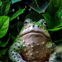 Bullfrog Garden Ornament
