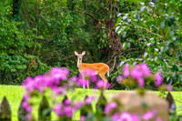 Doe In Front Yard