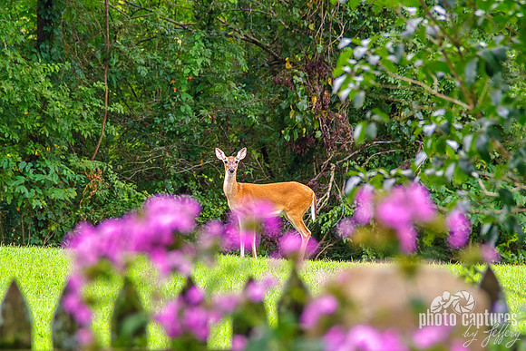 Doe In Front Yard