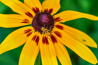 Flowers-Floral-Blooms-II