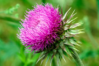 Thistle wildflower Milkweed
