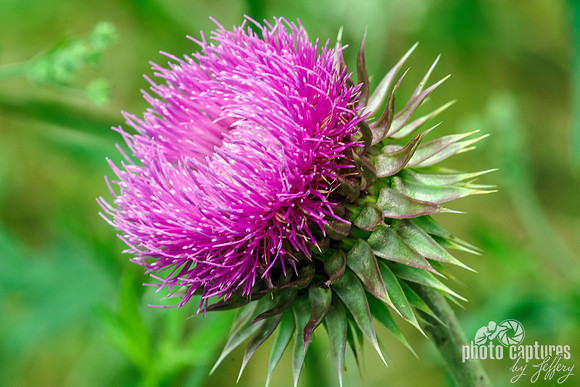 Thistle wildflower Milkweed