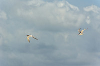 Two Elegant Seagulls in Flight