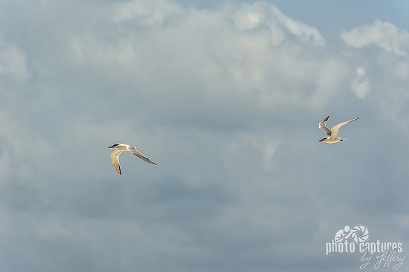 Two Elegant Seagulls in Flight