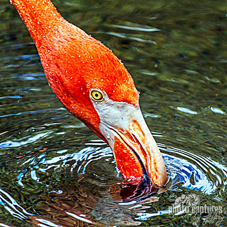 Caribbean Flamingo Chattering square format