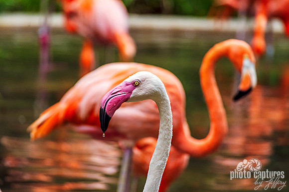 Caribbean and Greater Flamingo