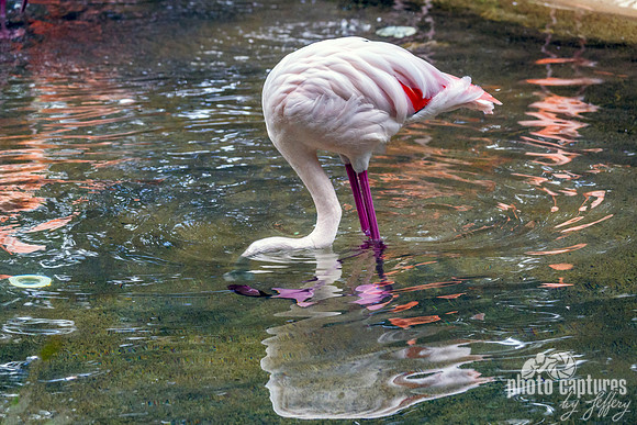Greater Flamingo scooping in water