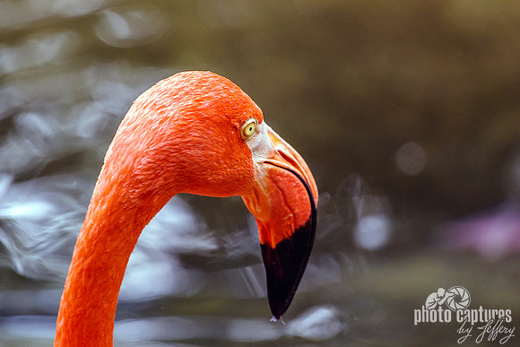 Caribbean Flamingo Head and Beak