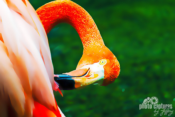 Caribbean Flamingo Pruning Feathers artistic rendering