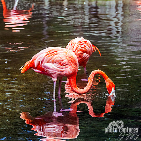 Caribbean Flamingos Chattering Shallow Water square